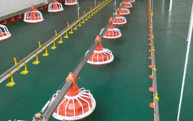 全自动养鸡装备水线的这两个问题你都知道吗？？