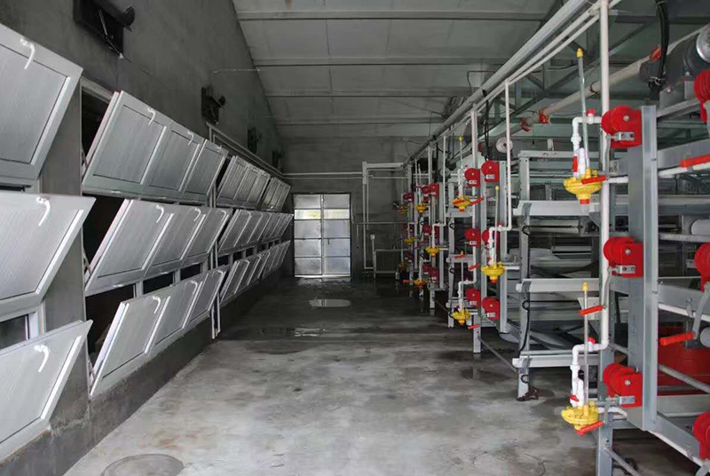 怎样治理肉鸡养殖场的肉鸡装备？