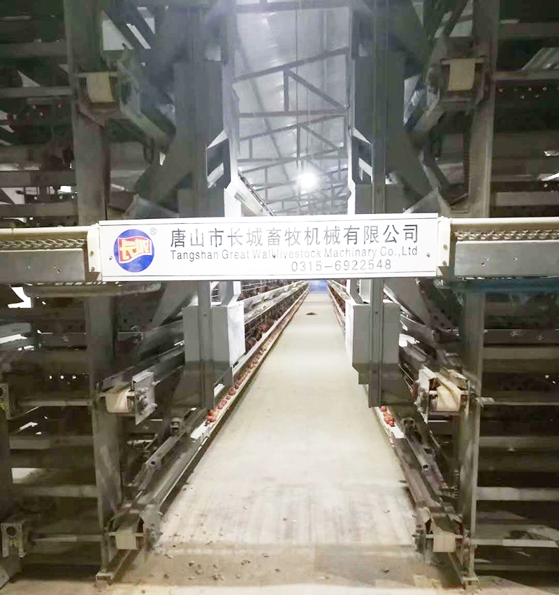 若是您想用自动化装备养蛋鸡，哪些蛋鸡装备是必不可少的？？