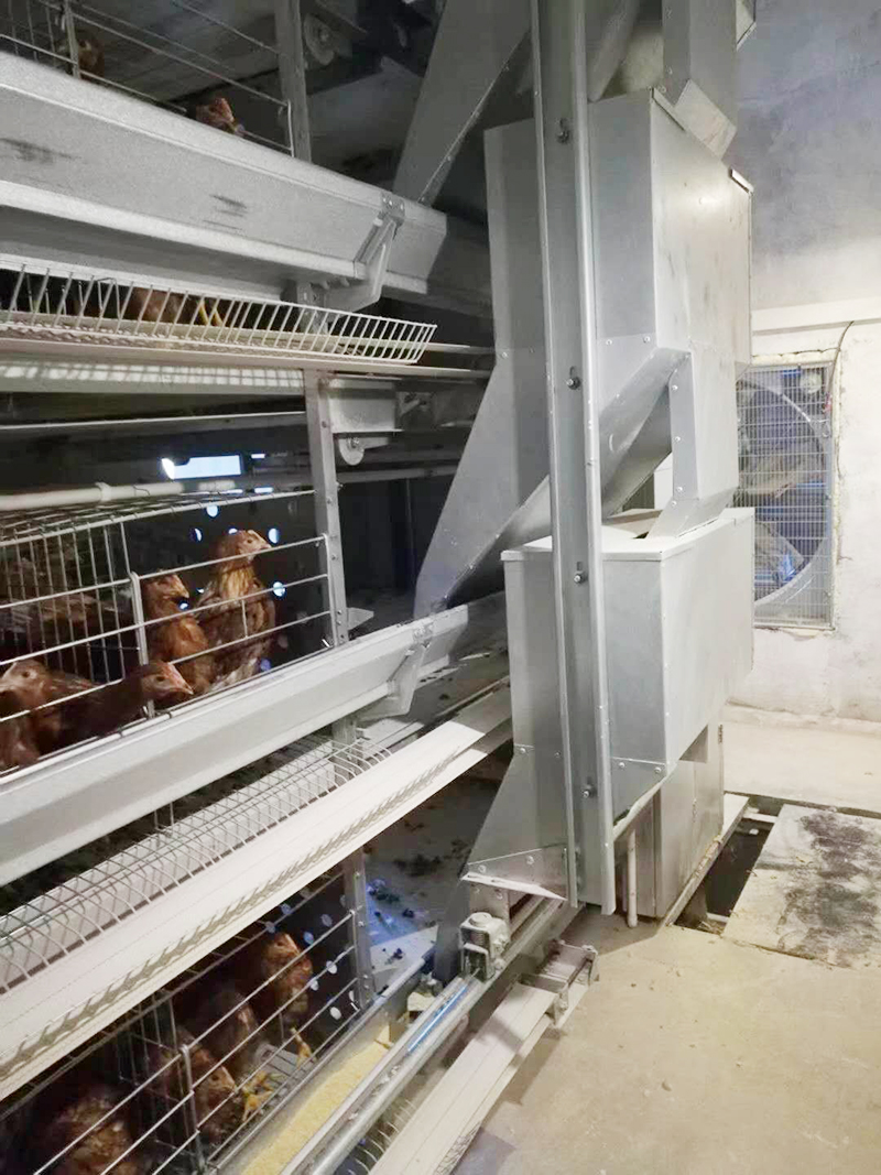 引进国际标准蛋鸡装备 3万只鸡仅需1人