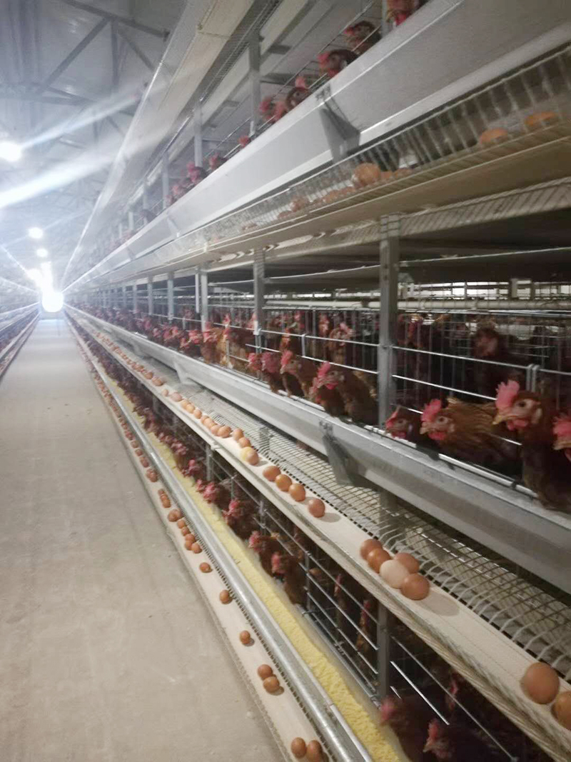 你知道蛋鸡装备的装置要领有哪些吗？？？