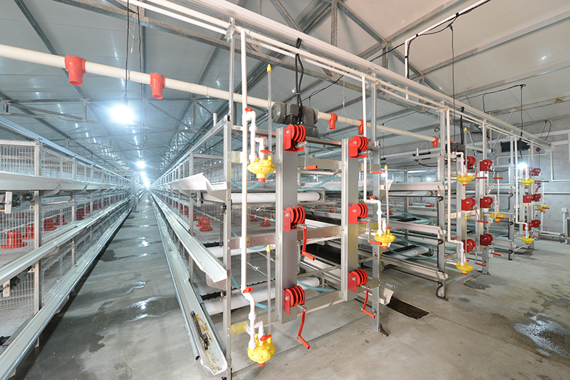 怎样使用肉鸡装备能提高肉鸡生长速率