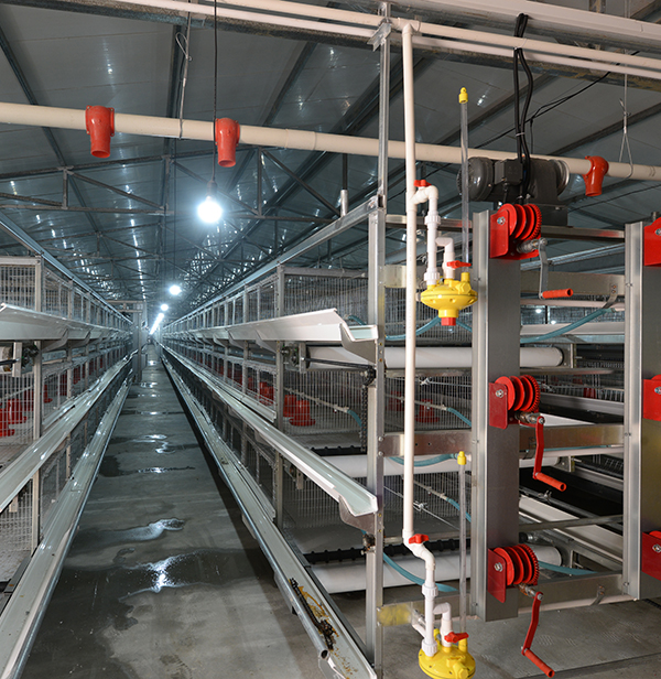 使用肉鸡装备举行养殖的优势