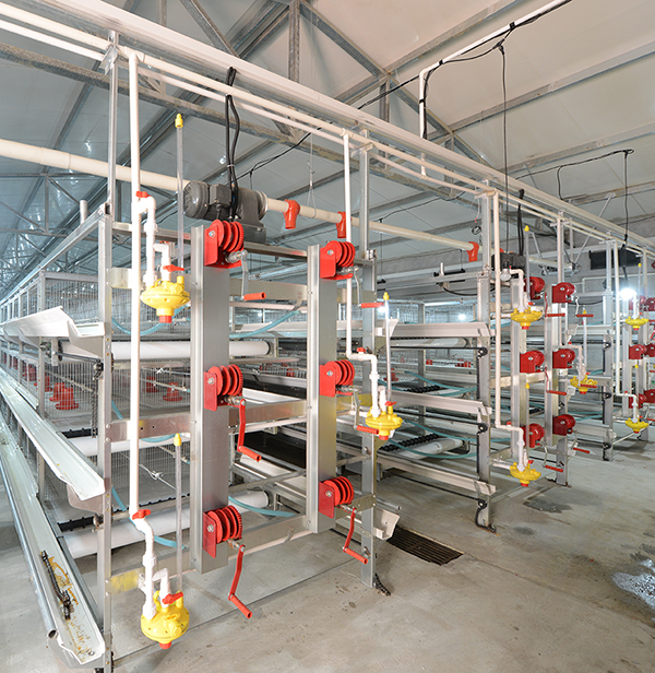 0029cc金沙贵宾会畜牧肉鸡装备笼养与网养的区别