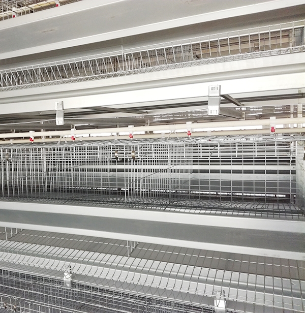 散养鸡的鸡舍怎么建合理？？怎样预防动物损害？？全自动养鸡装备厂家0029cc金沙贵宾会畜牧和各人聊聊